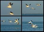 (12) pelican montage.jpg    (1000x720)    217 KB                              click to see enlarged picture